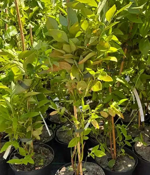 Heidelbeere (Vaccinium corymbosum x Vaccinium darrowii) STAR