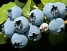 Heidelbeere (Vaccinium corymbosum x Vaccinium darrowii) STAR - Tutifruti SK