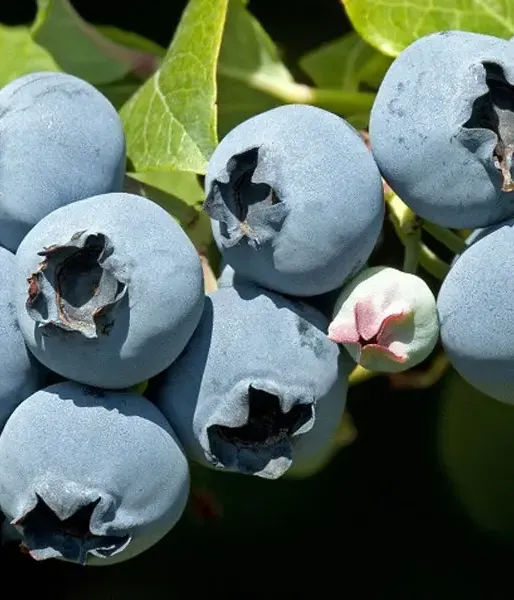 Heidelbeere (Vaccinium corymbosum x Vaccinium darrowii) STAR
