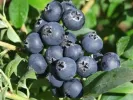 PBR Blueberry (Vaccinium corymbosum x Vaccinium angustifolium x Vaccinium uliginosum) AINO - Tutifruti, s.r.o. (SK)