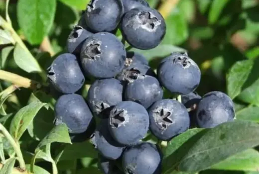 Finnische Heidelbeeren: Wir stellen die Elite-Sorten Aino, Alvar, Arto und Jorma vor | Blog