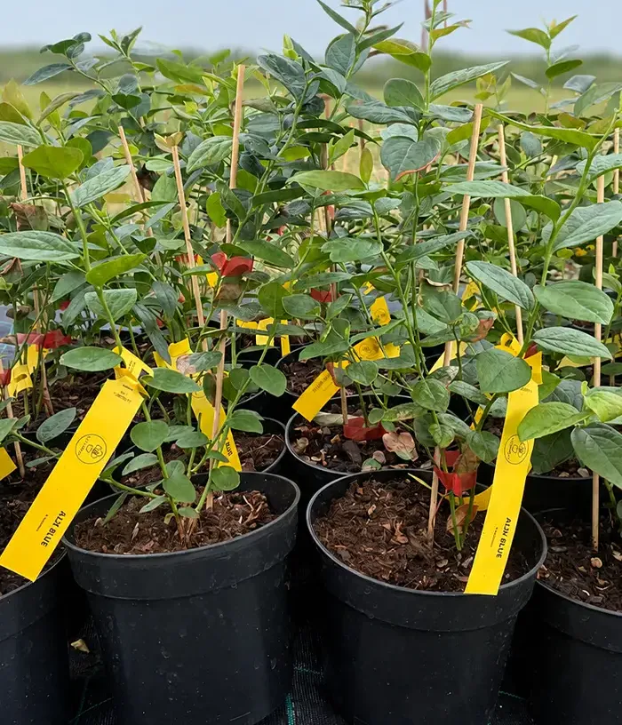 Blueberry (Vaccinium corymbosum x Vaccinium darrowii) ALIX BLUE™
