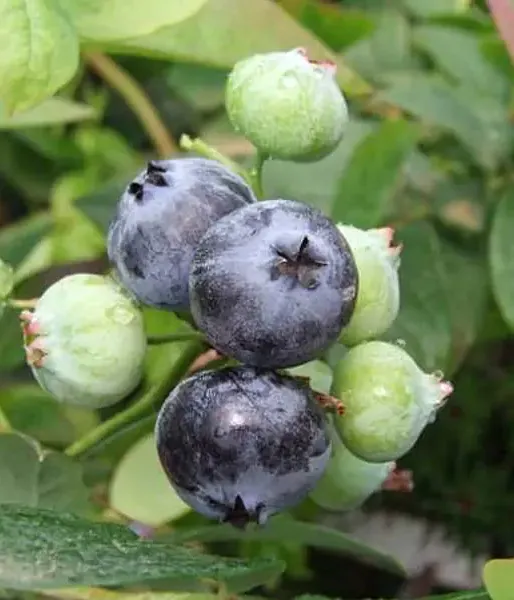 PBR Heidelbeere (V. corymbosum x V. angustifolium x V. uliginosum) ARTO