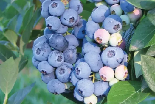 Züchtungstriumph aus Michigan: Wir stellen die lizenzierten Heidelbeeren 'Huron', 'Draper' und 'Aurora' vor