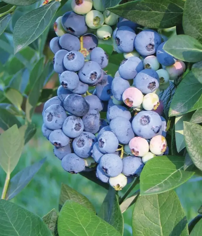 Čučoriedka (Vaccinium corymbosum) AURORA - Tutifruti, s.r.o.