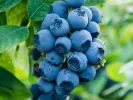 Blueberry (Vaccinium corymbosum x Vaccinium darrowii) BILOXI - Tutifruti, s.r.o.