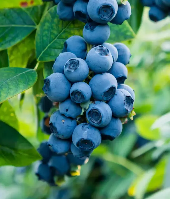 Blueberry (Vaccinium corymbosum x Vaccinium darrowii) BILOXI - Tutifruti, s.r.o.