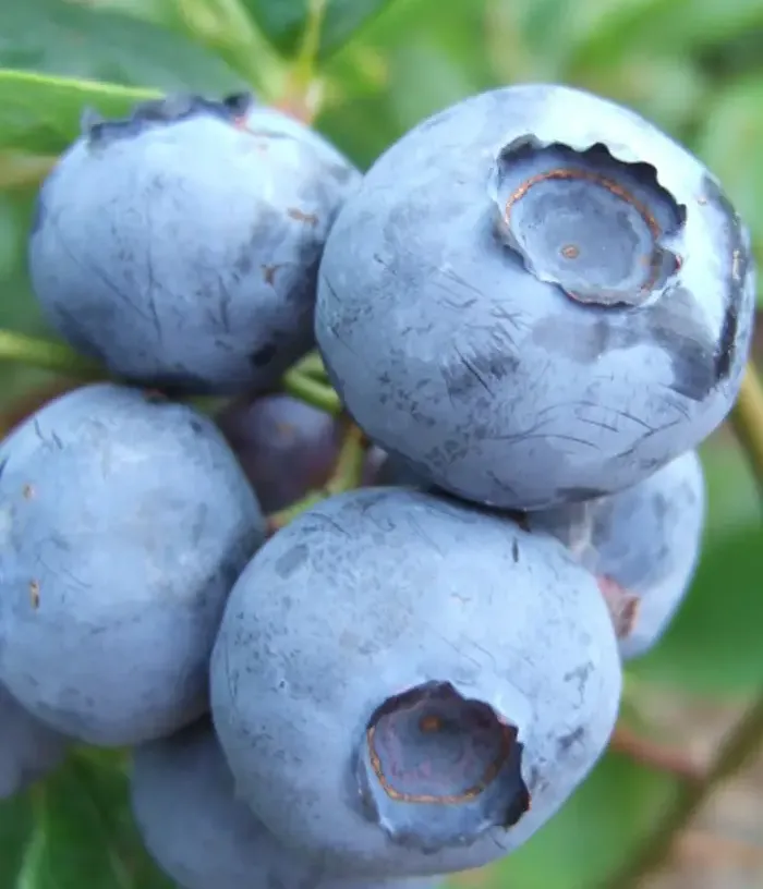 Blueberry (Vaccinium corymbosum) BLUEGOLD - Tutifruti, s.r.o.