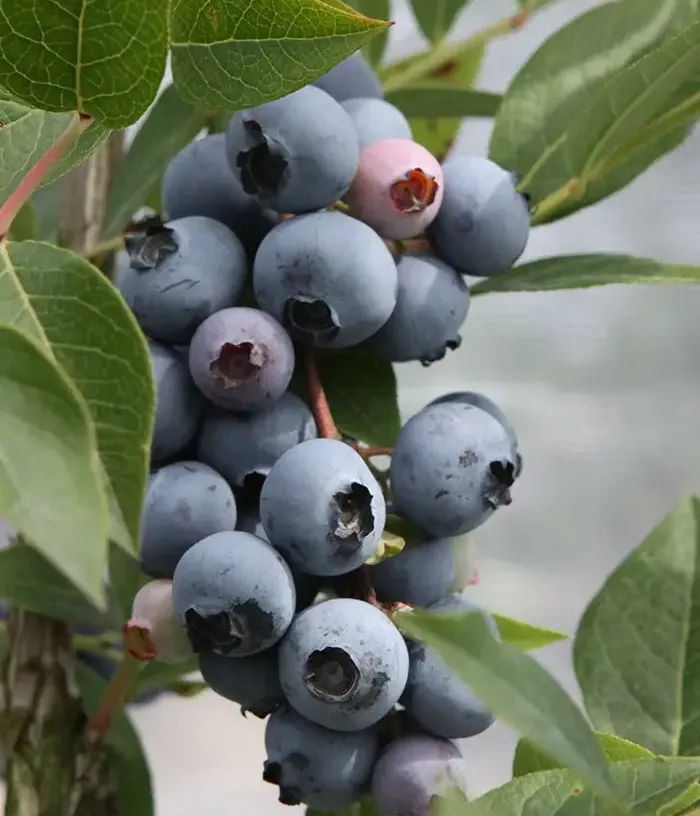 Blueberry (Vaccinium corymbosum) BRIGITTA BLUE - Tutifruti, s.r.o.