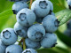 Heidelbeere (Vaccinium corymbosum) BLUECROP