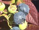Čučoriedka (Vaccinium corymbosum) CABERNET SPLASH - Tutifruti, s.r.o.