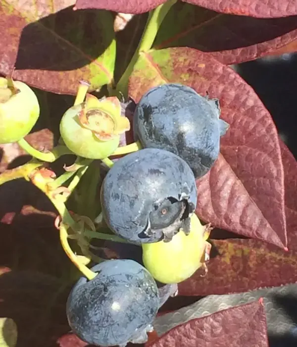 Blueberry (Vaccinium corymbosum) CABERNET SPLASH