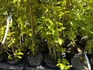 Blueberry (Vaccinium virgatum) CENTURION® - Tutifruti SK