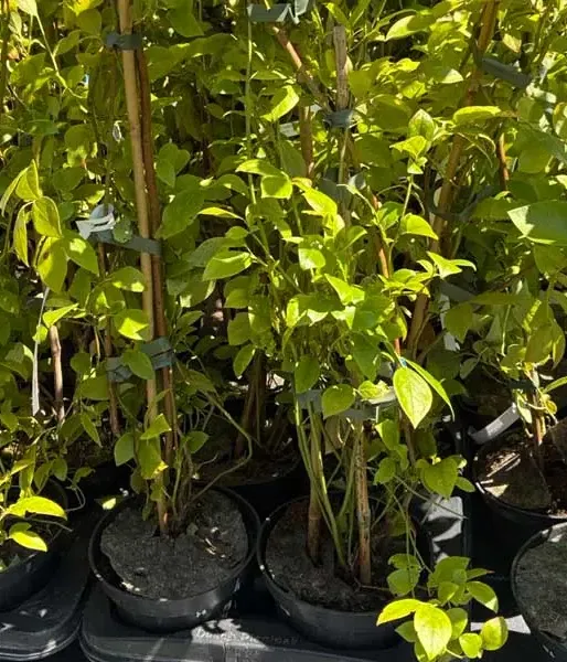Heidelbeere (Vaccinium virgatum) CENTURION® 