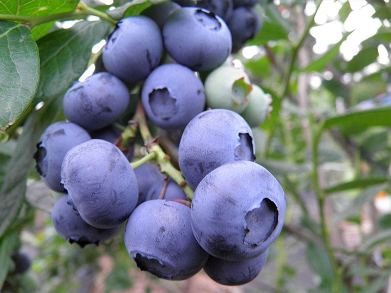 Heidelbeere (Vaccinium corymbosum) CHANDLER