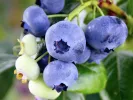 Čučoriedka (Vaccinium virgatum) CLIMAX® - Tutifruti SK
