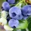 Das Geheimnis großer Früchte gelüftet: Universelle Anleitung zum meisterhaften Schneiden von Blaubeeren