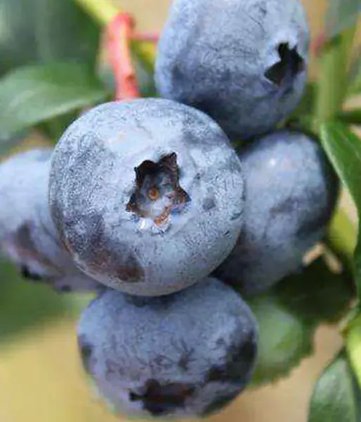 Heidelbeere (Vaccinium corymbosum x Vaccinium darrowii) COOPER