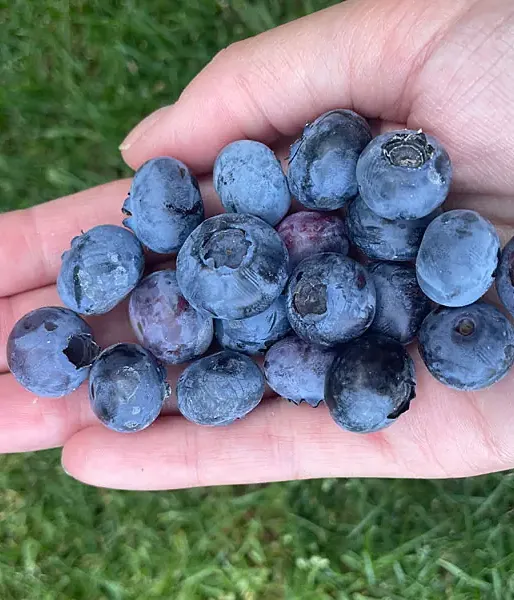 Blueberry (Vaccinium corymbosum x Vaccinium darrowii) OZARKBLUE
