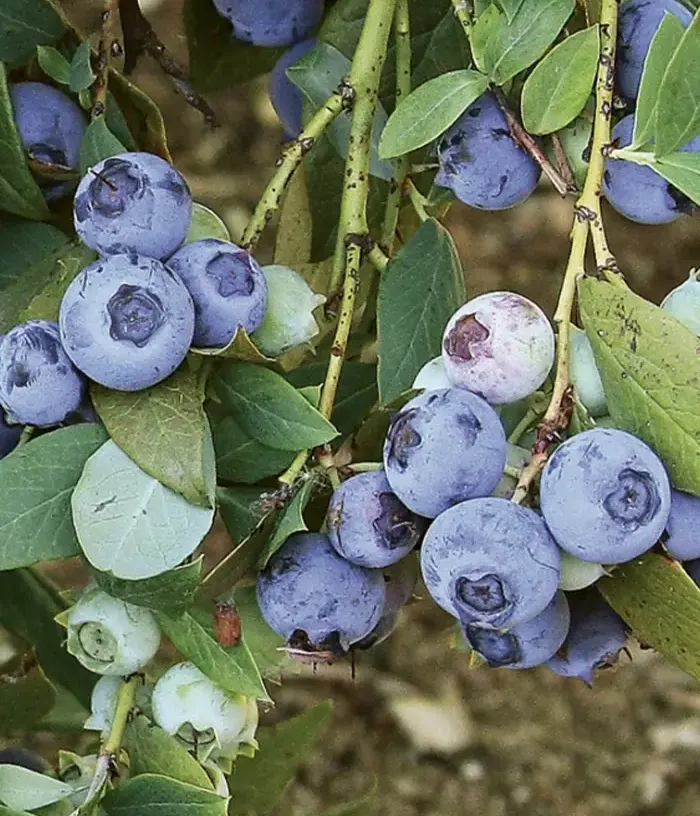 Čučoriedka (Vaccinium corymbosum x Vaccinium darrowii) SUZIBLUE