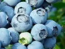 Blueberry (Vaccinium corymbosum x Vaccinium darrowii) ALIX BLUE™