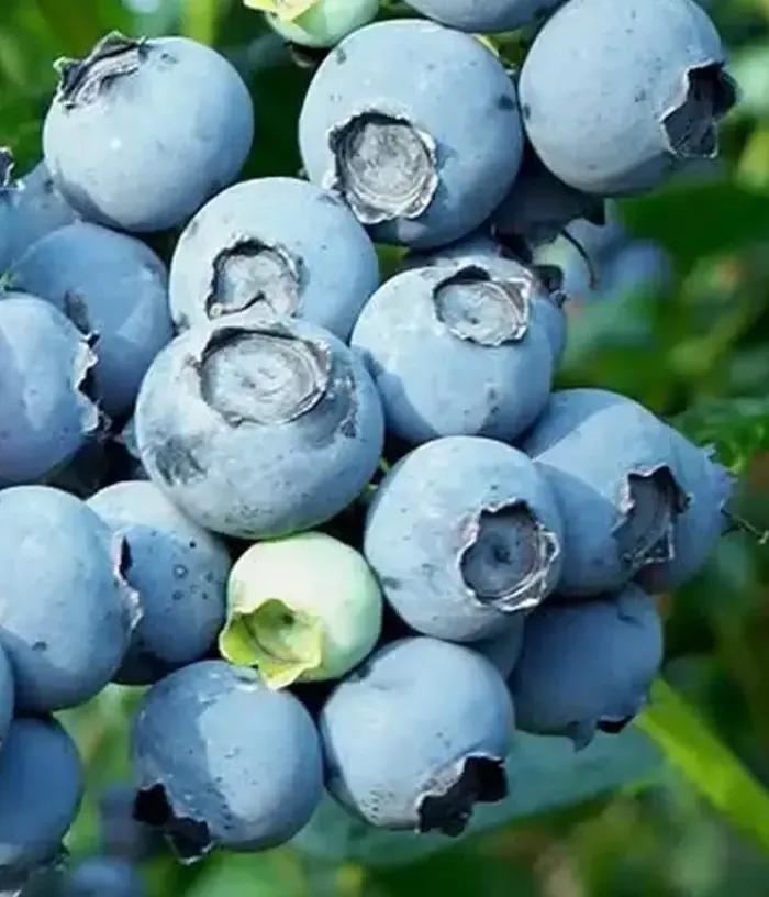 Blueberry (Vaccinium corymbosum x Vaccinium darrowii) ALIX BLUE™