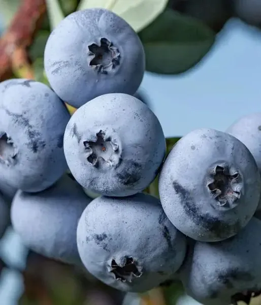 Heidelbeere (Vaccinium virgatum) DELITE