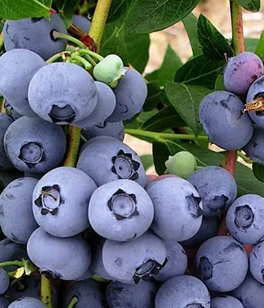 Blueberry (Vaccinium corymbosum) DUKE