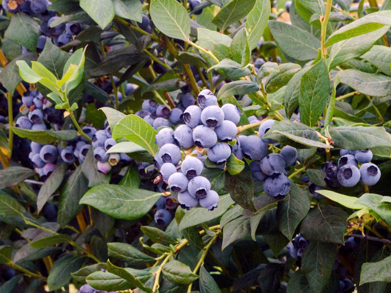 Heidelbeere (Vaccinium corymbosum) ELIOT