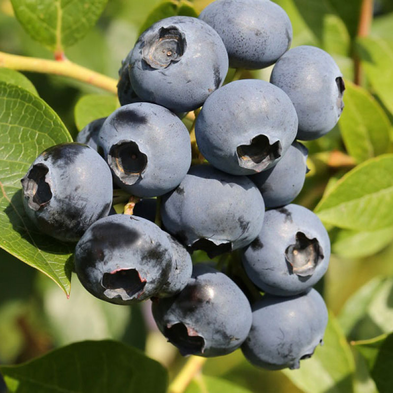 Heidelbeere (Vaccinium corymbosum) EMIL