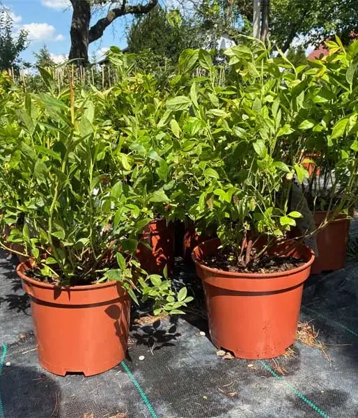 PBR Heidelbeere (V. corymbosum x V. angustifolium x V. uliginosum) ARTO