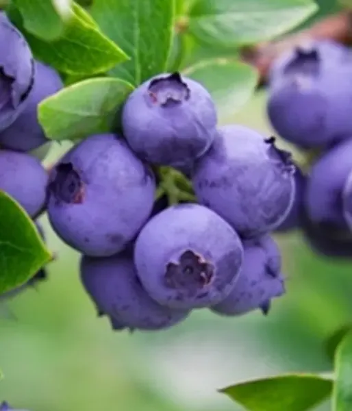 Čučoriedka (Vaccinium corymbosum) GOLDTRAUBE