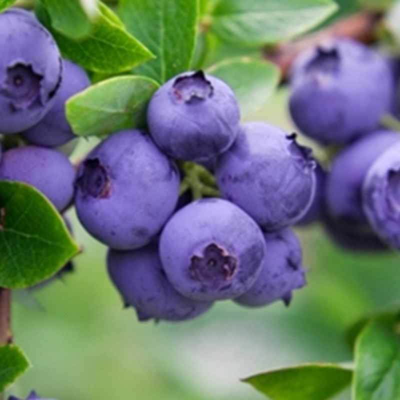 Heidelbeere (Vaccinium corymbosum) GOLDTRAUBE