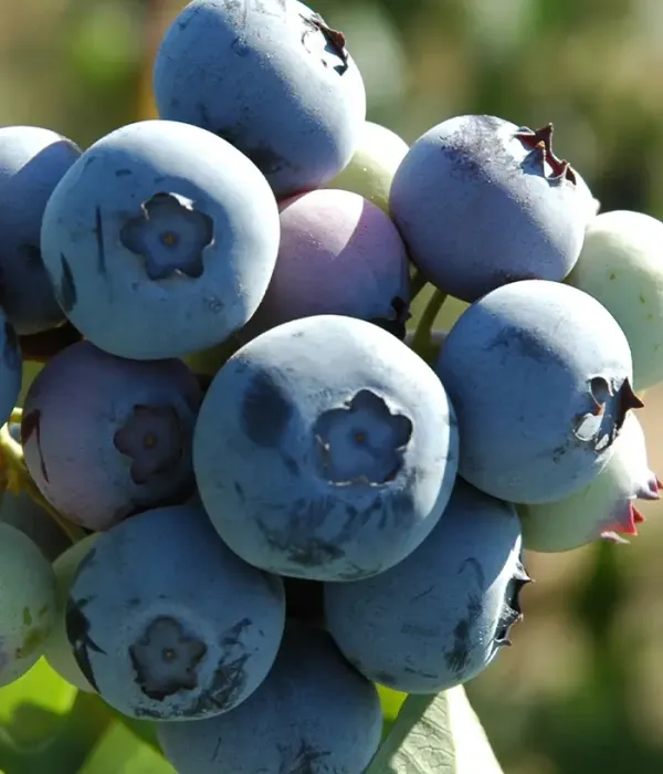 Čučoriedka (Vaccinium corymbosum) LEGACY