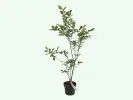 Čučoriedka (Vaccinium corymbosum) ELIOT - Tutifruti SK