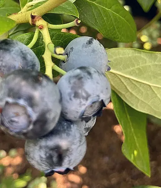 Blueberry (Vaccinium corymbosum) LIBERTY