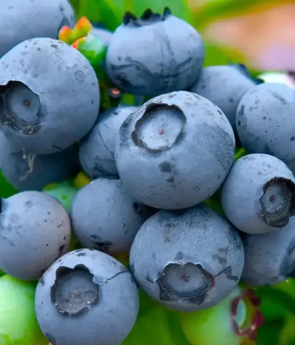 Blueberry (Vaccinium corymbosum) MEADER