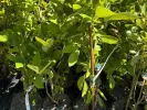 Čučoriedka (Vaccinium corymbosum x Vaccinium darrowii) MILLENNIA® - Tutifruti SK