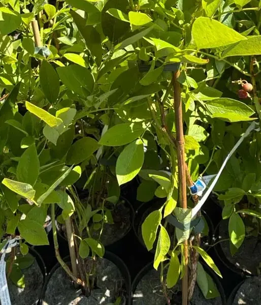 Heidelbeere (Vaccinium corymbosum x Vaccinium darrowii) MILLENNIA® 