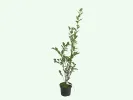 Čučoriedka (Vaccinium corymbosum) NELSON - Tutifruti SK