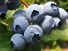 Čučoriedka (Vaccinium corymbosum) NELSON - Tutifruti SK