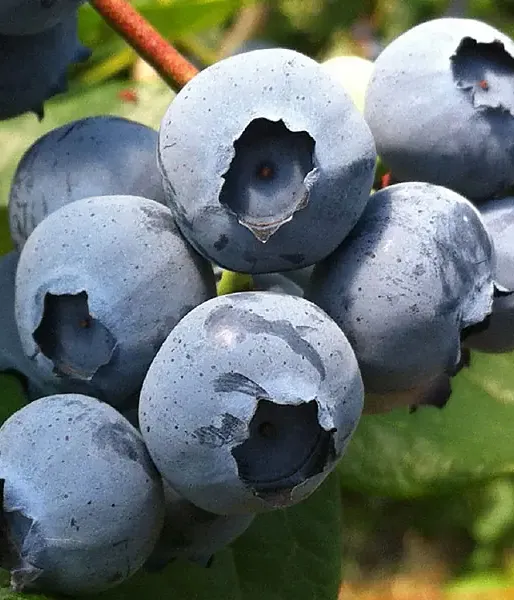 Heidelbeere (Vaccinium corymbosum) NELSON