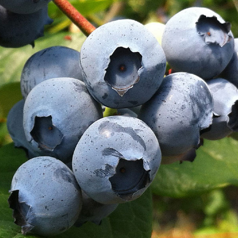 Heidelbeere (Vaccinium corymbosum) NELSON