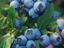 Čučoriedka (Vaccinium corymbosum x Vaccinium angustifolium) NORTHCOUNTRY - Tutifruti, s.r.o.