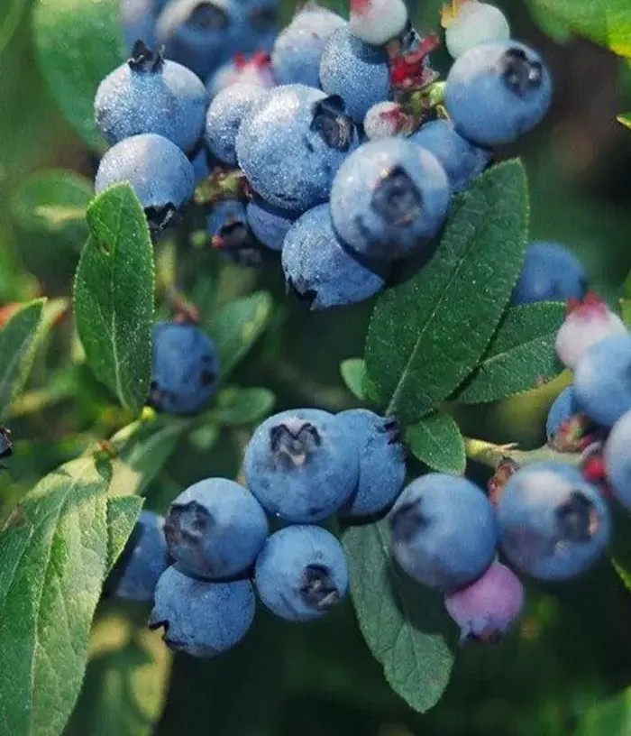 Čučoriedka (Vaccinium corymbosum x Vaccinium angustifolium) NORTHCOUNTRY - Tutifruti, s.r.o.