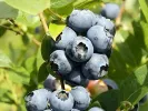Blueberry (Vaccinium corymbosum) NORTHLAND - Tutifruti SK