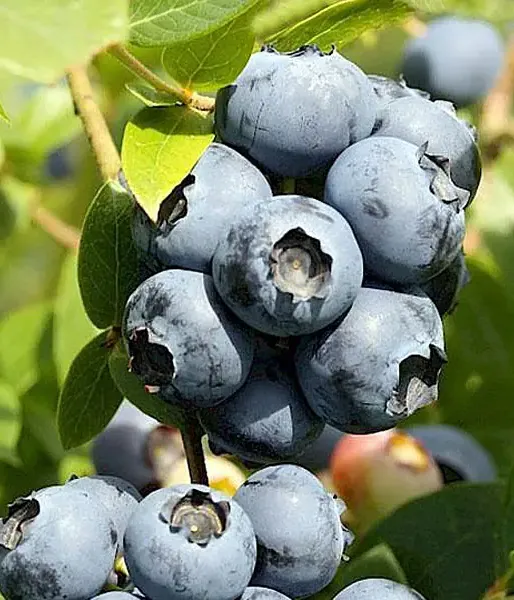 Blueberry (Vaccinium corymbosum) NORTHLAND