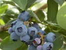 Blueberry (Vaccinium corymbosum x Vaccinium darrowii) O'NEAL - Tutifruti, s.r.o.