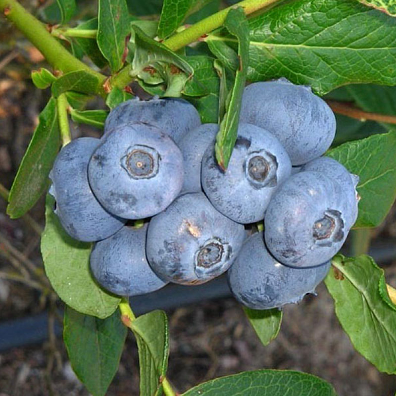 Heidelbeere (Vaccinium corymbosum) PATRIOT