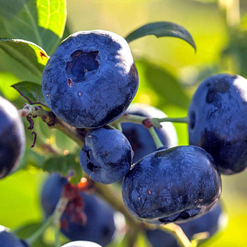 Heidelbeere (Vaccinium corymbosum) PELLE